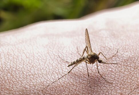 pik komarjev kot vzrok okužbe s paraziti