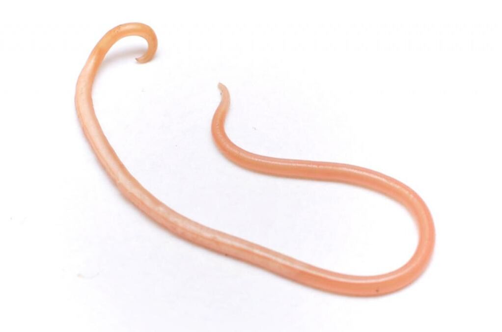 parazitski črv iz človeškega telesa