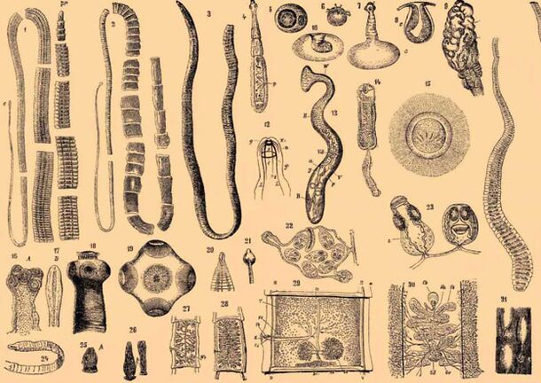 Razred Gelminth Parasites