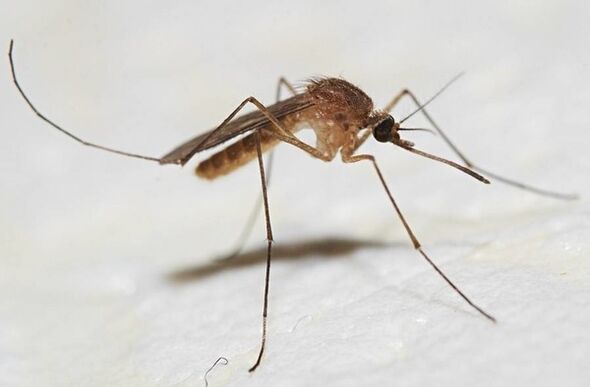 Komarji so glavni nosilci kožnih parazitov